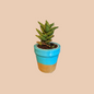 Terracotta Planter - Cone Succulent