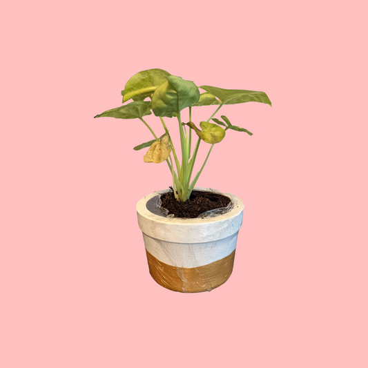 Terracotta Planter - Round Succulent