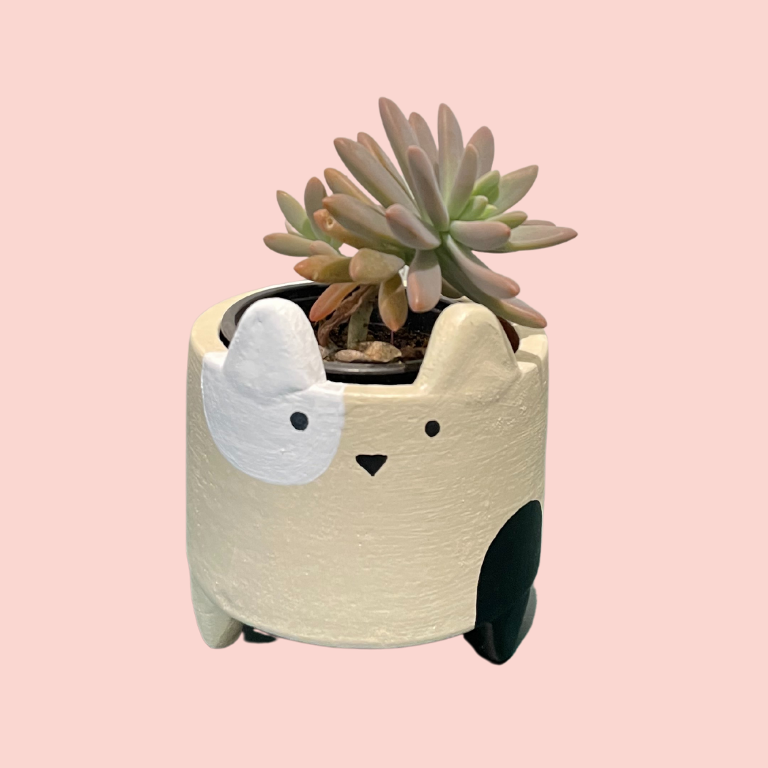 Terracotta Planters - Small Catty White & Black